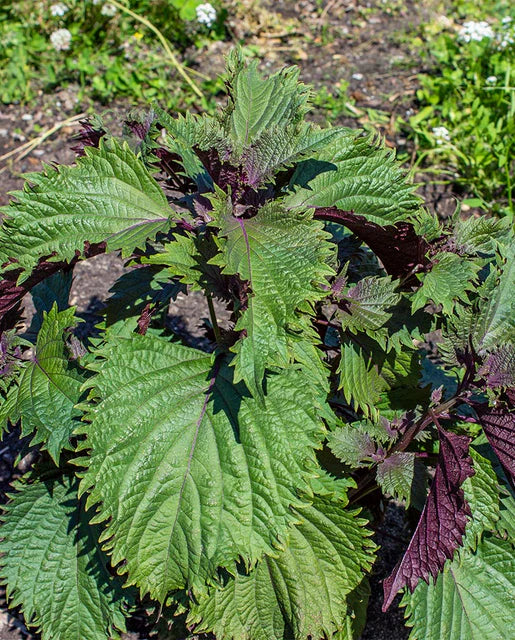 Shiso Hojiso Perilla WCS Seeds