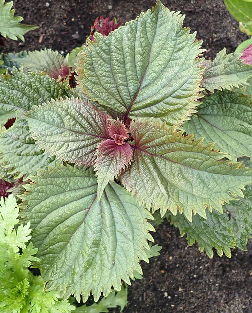 Shiso Hojiso Perilla WCS Seeds