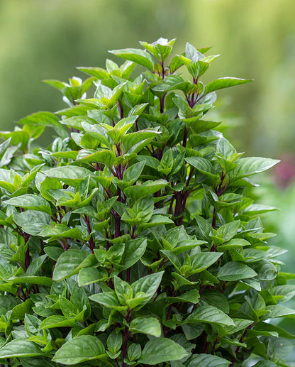 Basil Thai Tower WCS Seeds