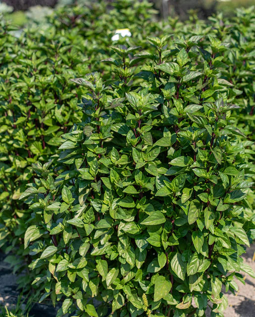 Basil Thai Tower WCS Seeds