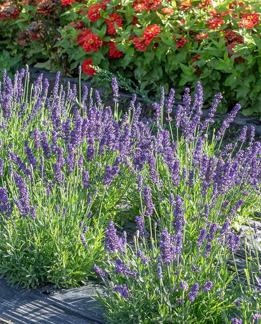 Lavender Blue Spear WCS Seeds