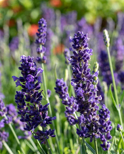 Lavender Blue Spear WCS Seeds