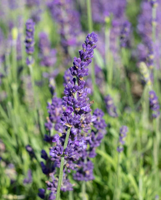 Lavender Blue Spear WCS Seeds