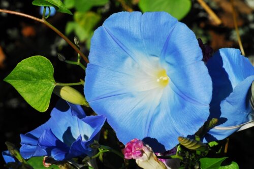 Morning Glory Heavenly Blue  OSC Seed