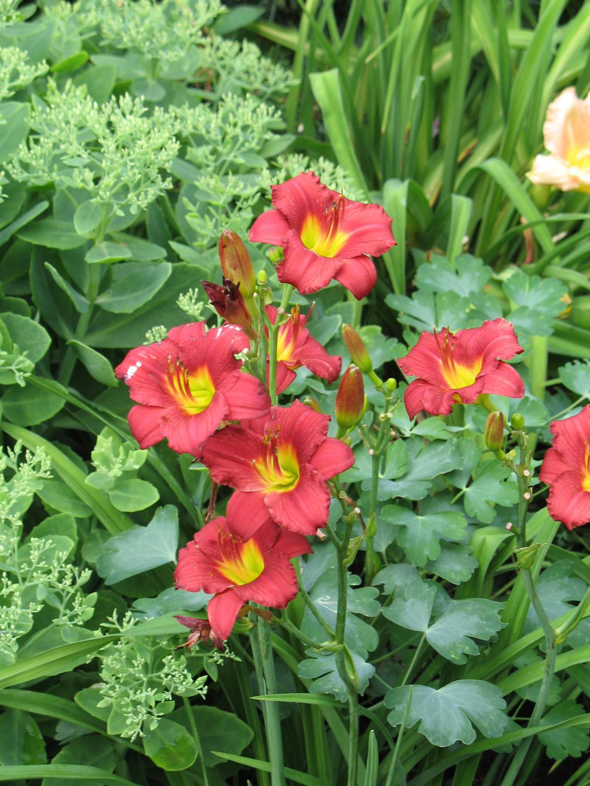 Daylily Ruby Stella D'Oro 1G