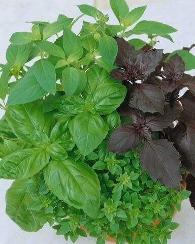 Basil Culinary Blend Organic OSC Seed