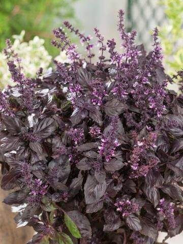 Basil Red Rubin Organic OSC Seed