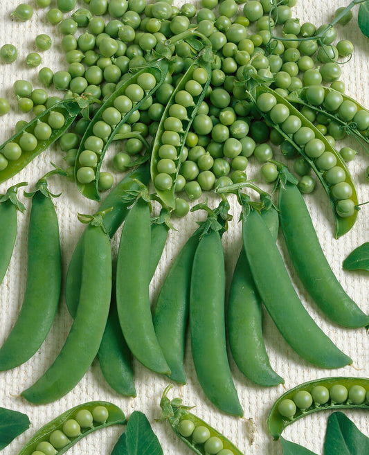 Peas Homesteader or Lincoln Jumbo Pack OSC Seed