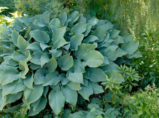 Hosta Krossa Regal 1 Gallon