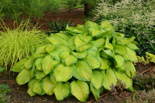 Hosta Stained Glass 1G