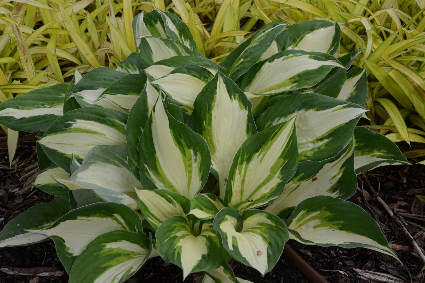 Hosta Vulcan 1G