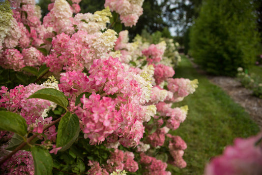 Hydrangea Berry White 2G