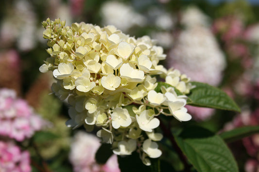 Hydrangea Strawberry Sundae 2G