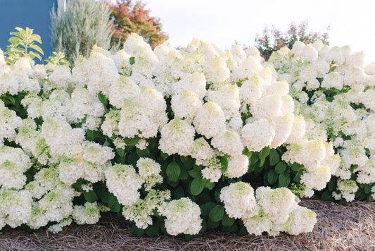 Hydrangea Little Hottie 2G