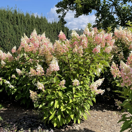 Hydrangea Candelabra  2G