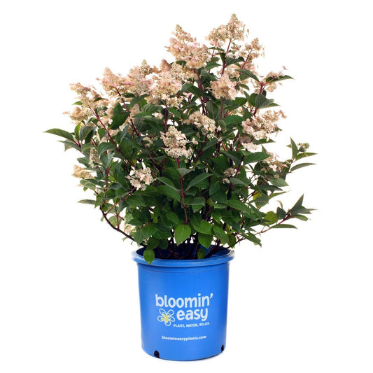 Hydrangea Torch 2G