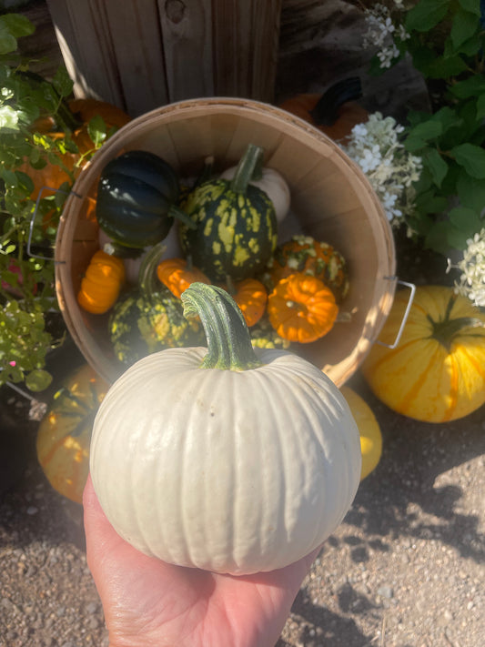 Pete's Icicle & Casperita Pumpkin