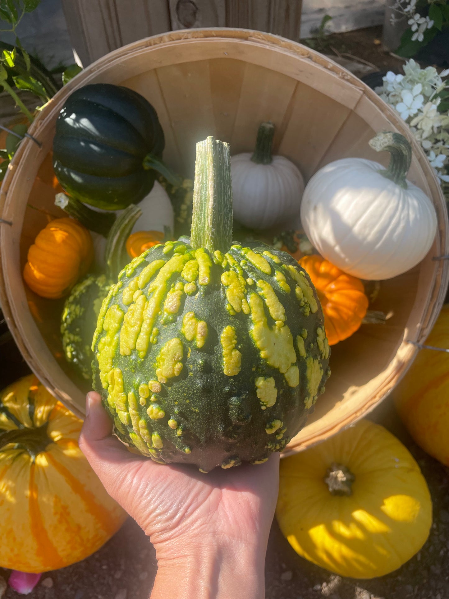 Pete's Mini Warts Pumpkin