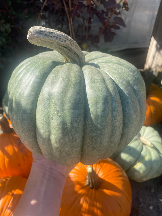 Pete's Jarrahdale Pumpkin