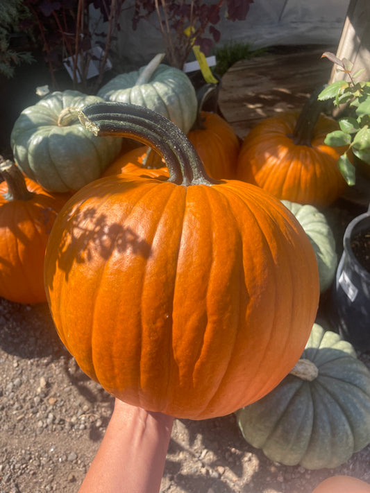 Pete's Carving Pumpkin