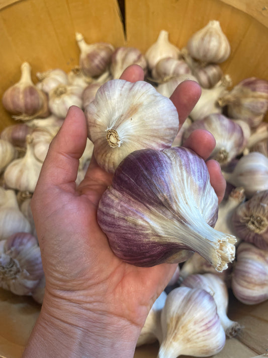 Garlic Jumbo Russian Red Hardneck