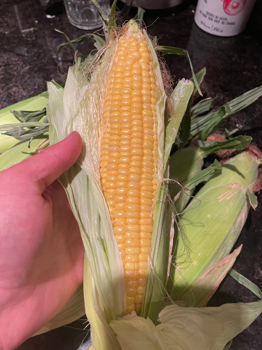 Fresh Corn 10 Cobs