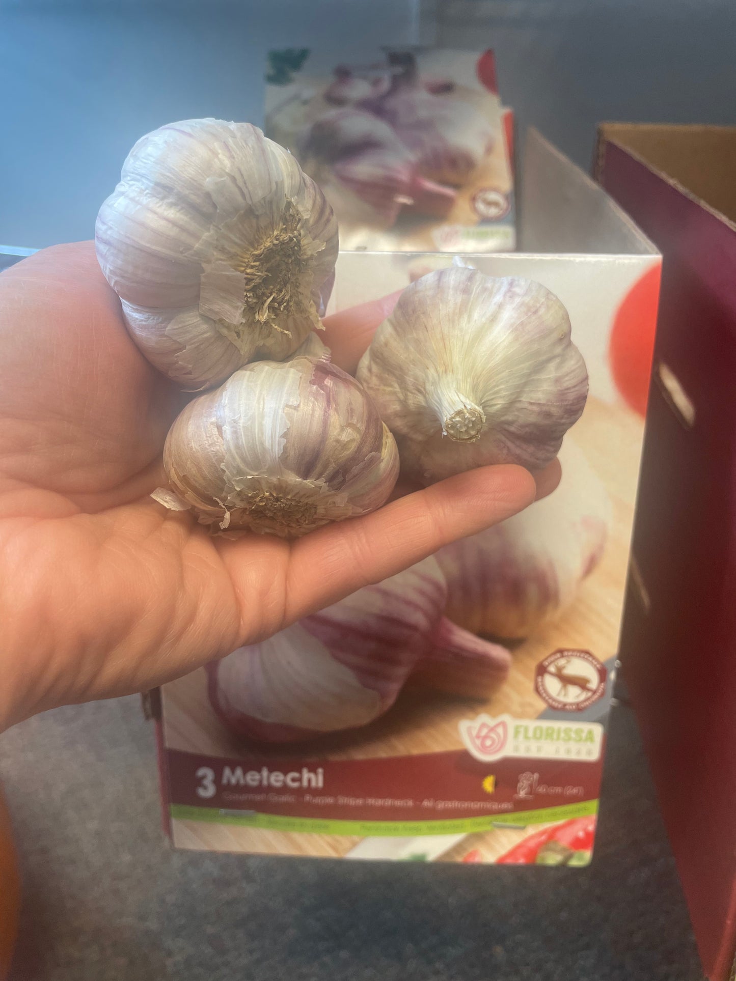 Garlic Metechi Hardneck Bulb