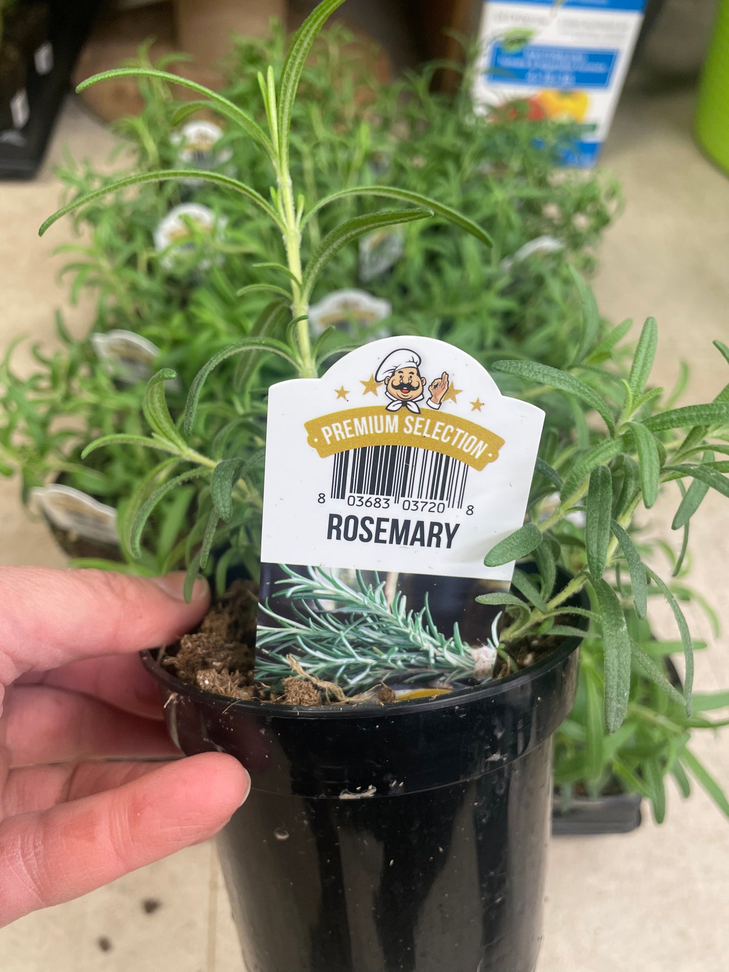 Rosemary Potted 4" Pot