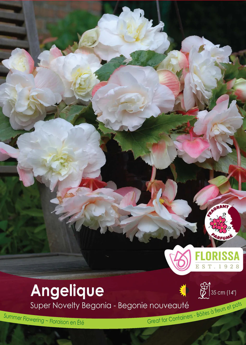 Bundle Your Begonias & Save