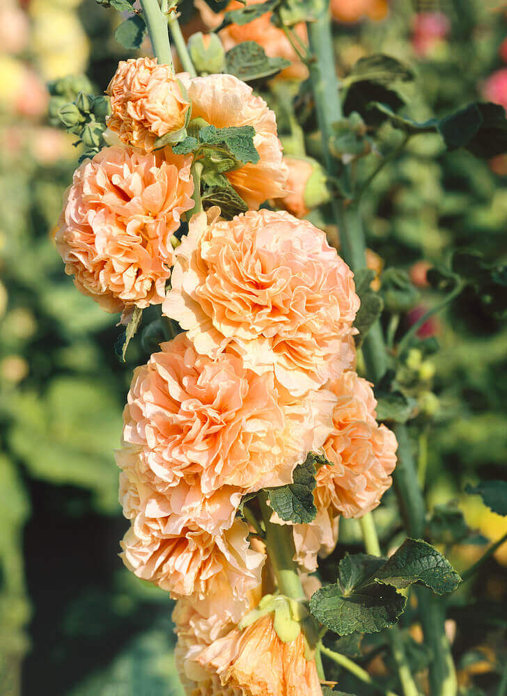 Hollyhock Double Apricot OSC Seed