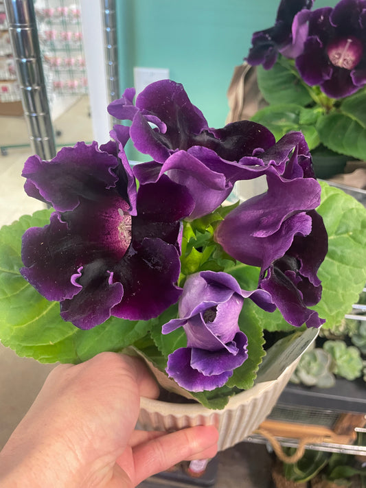 Gloxinia 6" Pot