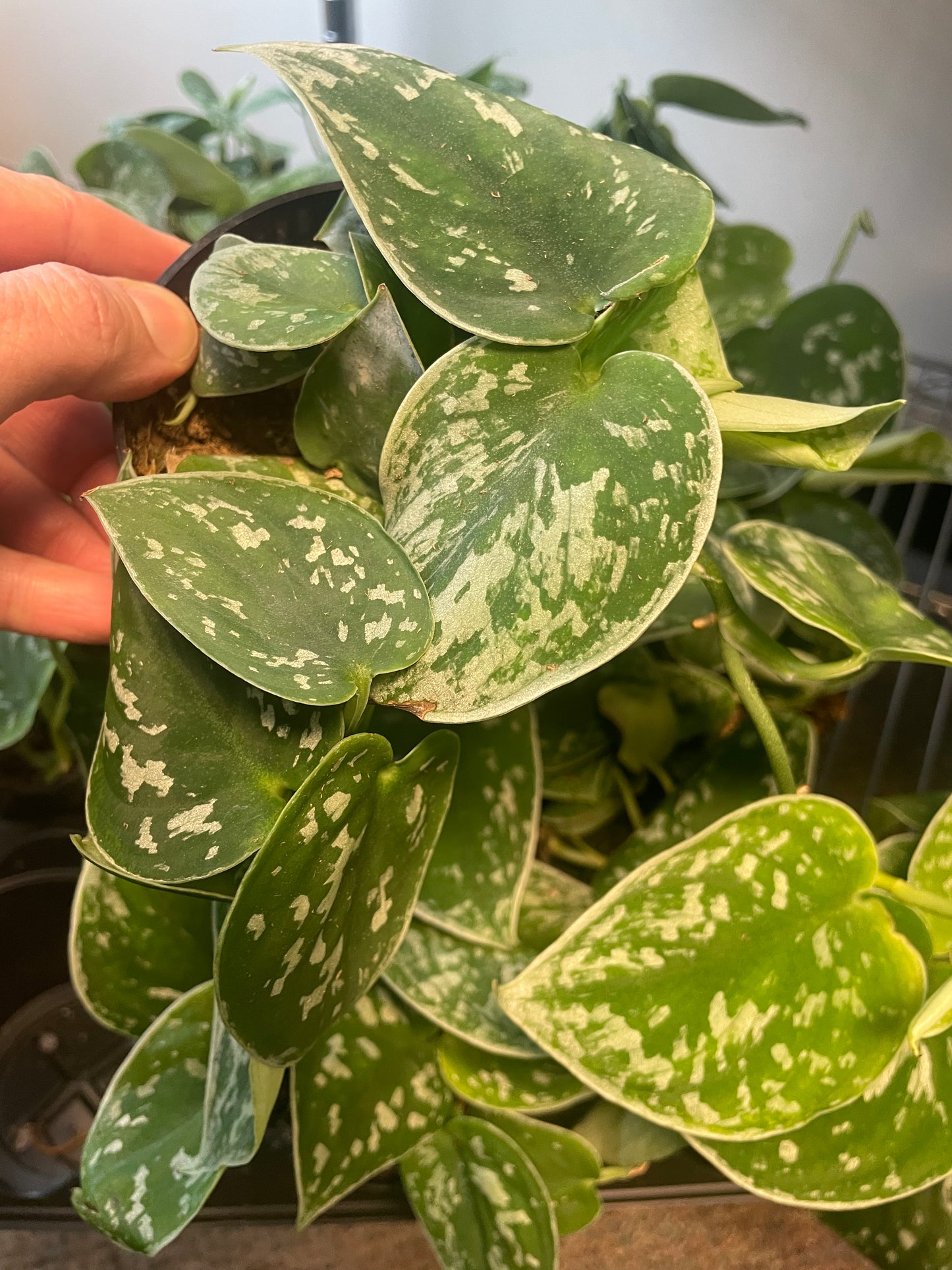 Pothos Satin 4" Pot