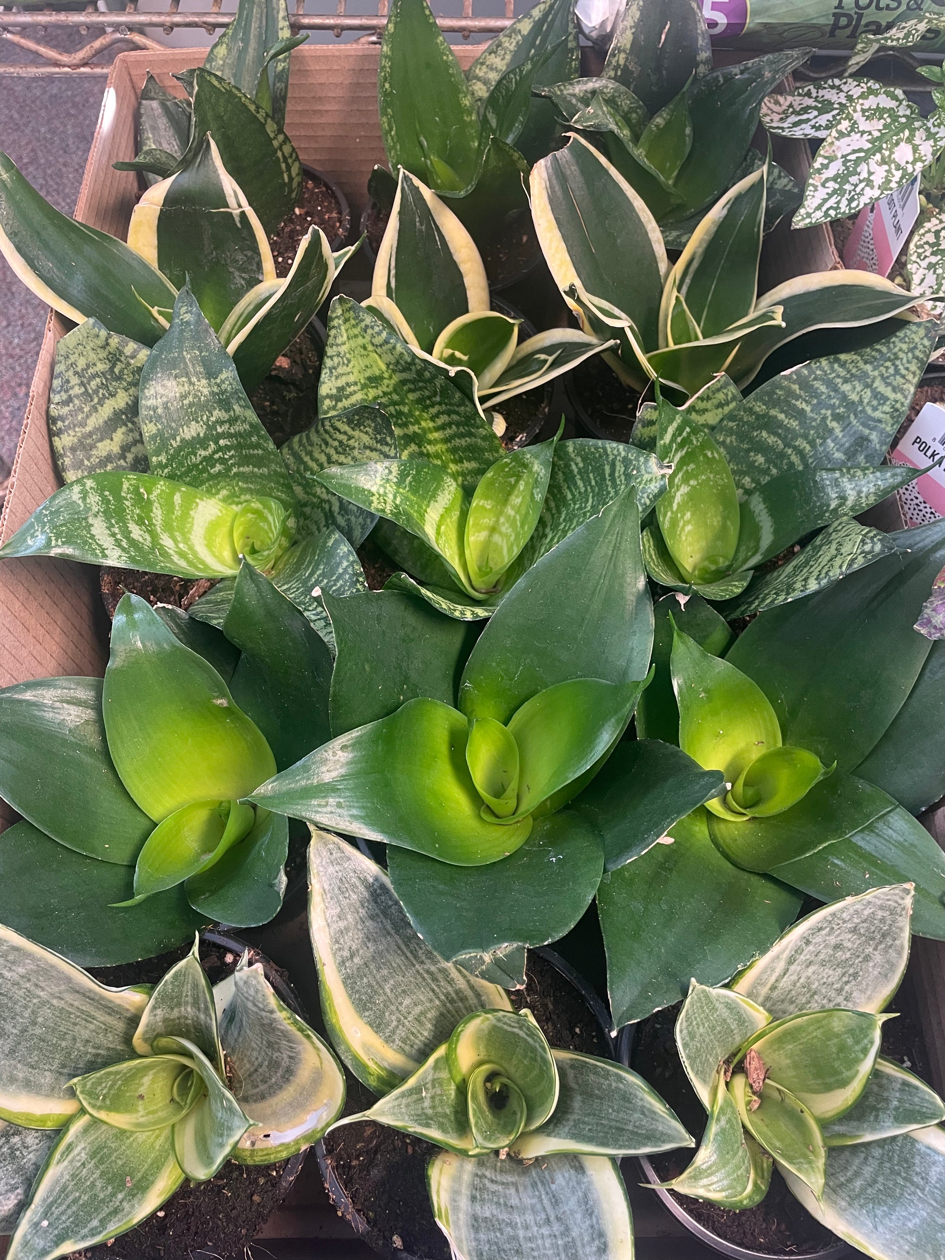 bird's nest snake plant flower Snake Plant Bird's Nest 4" Pot – Garden Girl