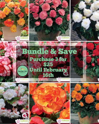 Bundle Your Begonias & Save