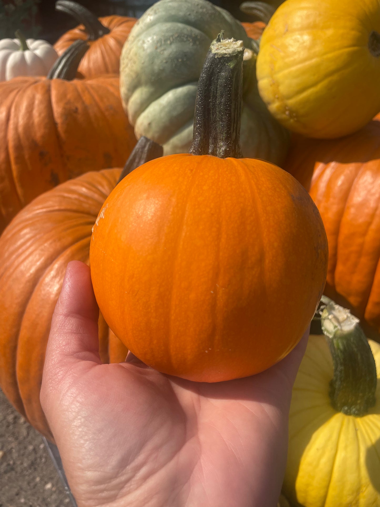 Pete's Half Pint Pumpkin