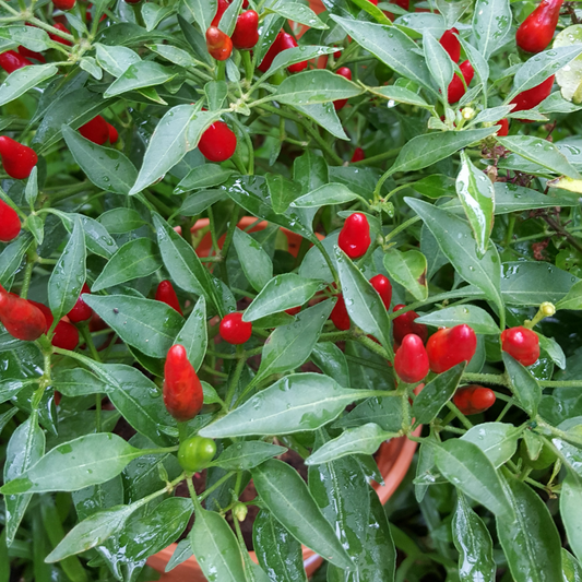 Hot Pepper Thai Red Chili OSC Seed