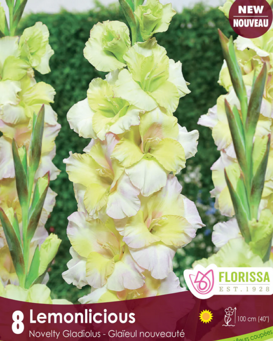 Gladiolus Lemonicious Bulbs