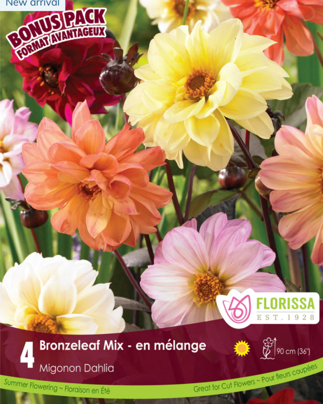 Dahlia Bronze Leaf Mix Bonus Pack 4 Tubers