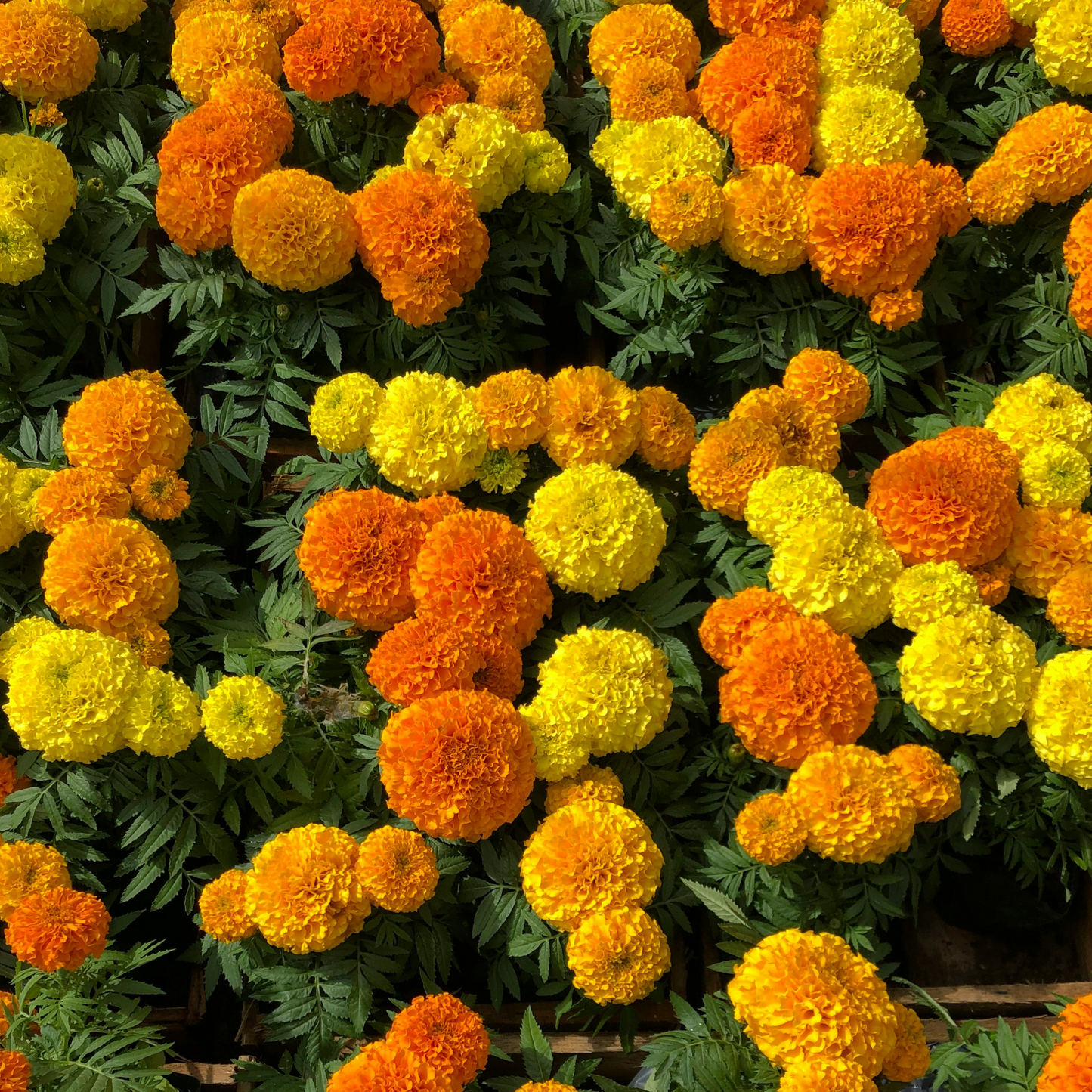 Marigold Crackerjack Mix OSC Seed