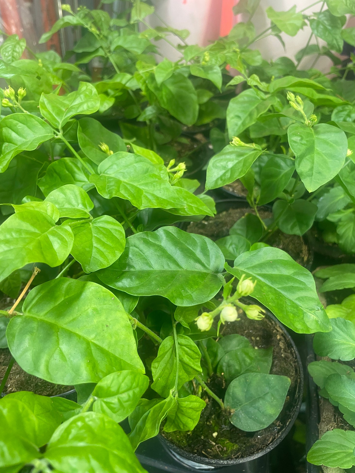 Jasmine Sambac 4" Pot
