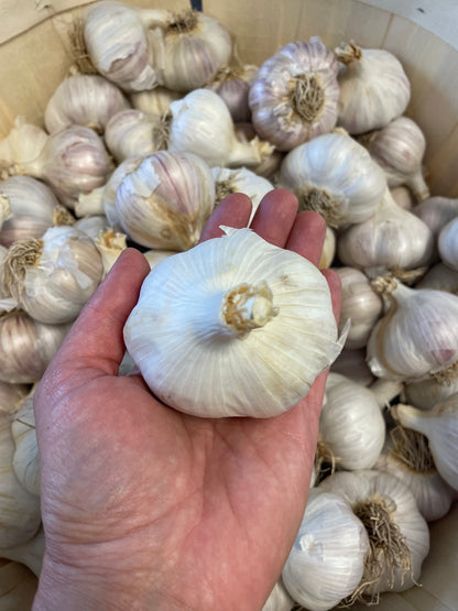 Garlic Jumbo Music Hardneck - 1 Bulb