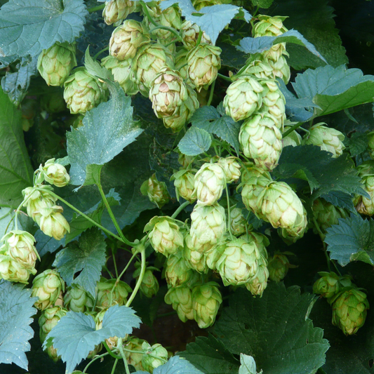 Hops Williamette