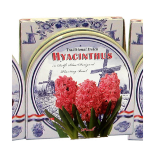 Pink Hyacinth Bulb Ceramic Bowl Kit