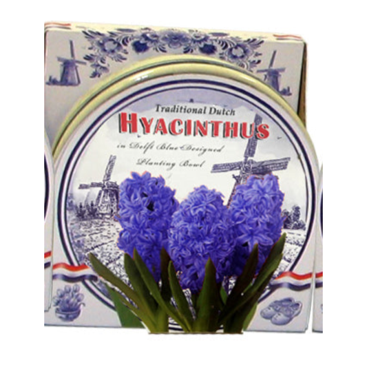 Blue Hyacinth Bulb Ceramic Bowl Kit