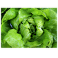 Lettuce Buttercrunch OSC Seed