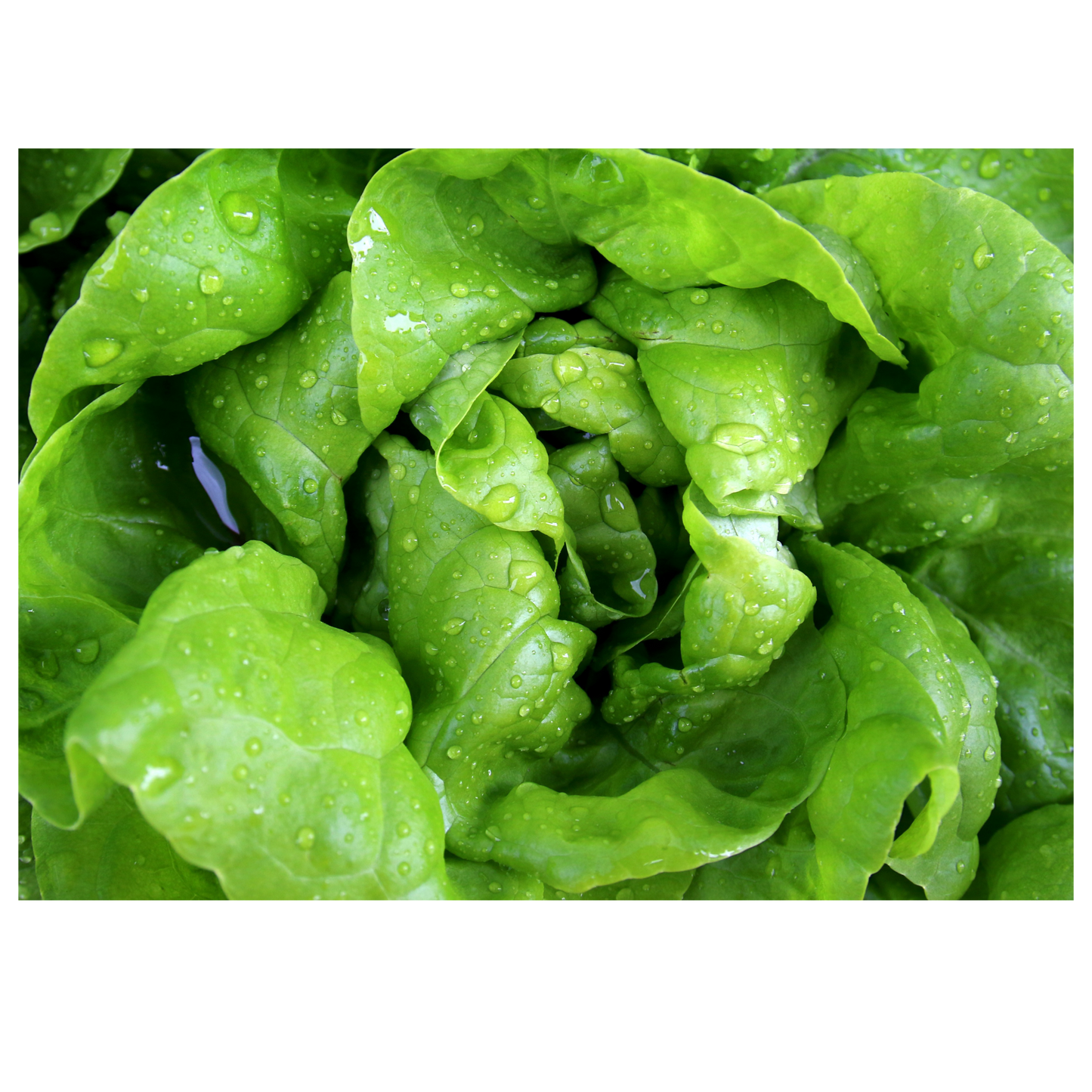 Lettuce Buttercrunch OSC Seed