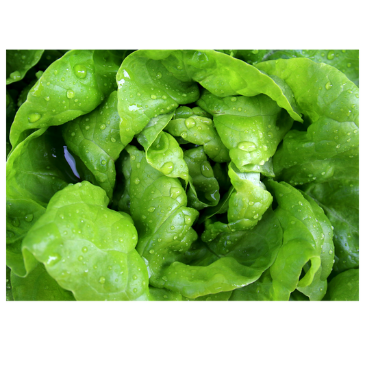 Lettuce Buttercrunch OSC Seed