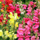 Snapdragons Magic Carpet Dwarf OSC Seed