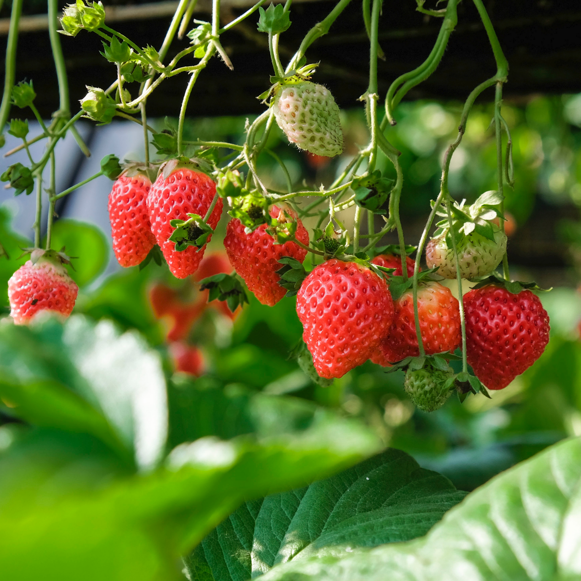 mignonette strawberry seeds Strawberry Alpine Mignonette OSC Seed – Garden Girl