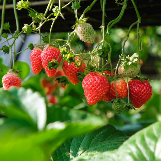 Strawberry Alpine Mignonette OSC Seed